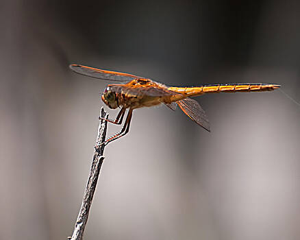Photos By Cassandra - Orange Dragonfly Photos By Cassandra - Orange Dragonfly