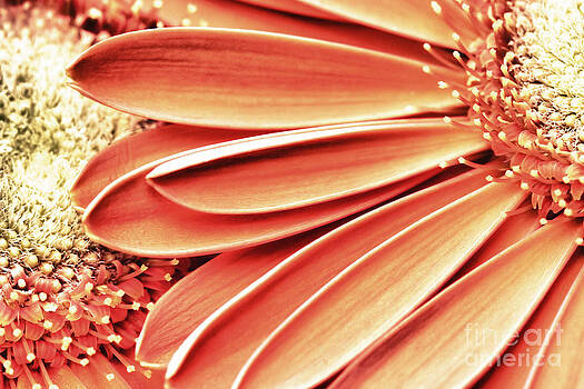 Jill Lang - Orange Gerber Daisy in HDR Jill Lang - Orange Gerber Daisy in HDR