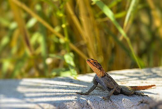 Paul W Sharpe Aka Wizard of Wonders - Orange Headed Lizard Paul W Sharpe Aka Wizard of Wonders - Orange Headed Lizard