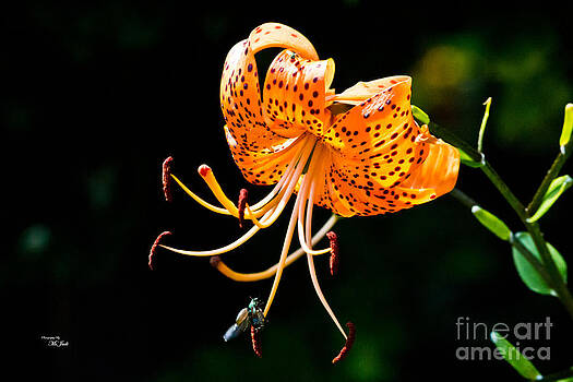 Ms Judi - Orange Lily - Lilium kelleyanum Ms Judi - Orange Lily - Lilium kelleyanum