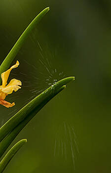 Paul W Sharpe Aka Wizard of Wonders - Orchid Splash Paul W Sharpe Aka Wizard of Wonders - Orchid Splash