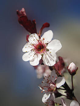 Lara Ellis - Ornamental Plum Blossom Lara Ellis - Ornamental Plum Blossom