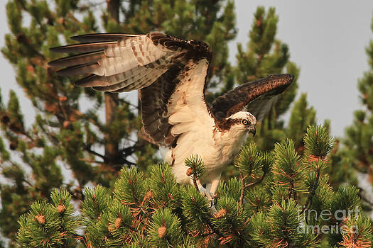 Teresa Zieba - Osprey in Yellowstone Teresa Zieba - Osprey in Yellowstone