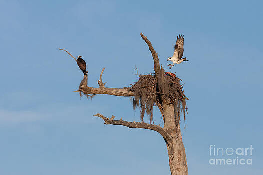 Paul Rebmann - Ospreys and Nest Paul Rebmann - Ospreys and Nest