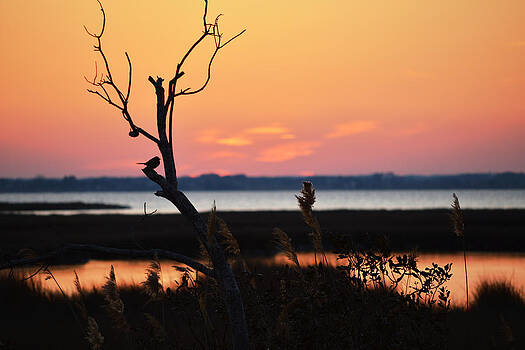 Bill Swartwout Fine Art Photography - Ocean City Sunset Out on a Limb Bill Swartwout Fine Art Photography - Ocean City Sunset Out on a Limb