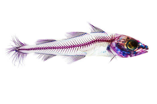 Adam Summers - Pacific Cod Adam Summers - Pacific Cod