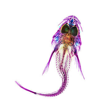 Adam Summers - Padded Sculpin Adam Summers - Padded Sculpin