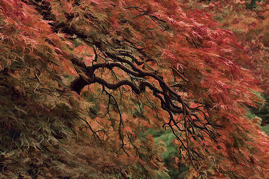 Wes and Dotty Weber - Painted Cascading Japanese Maple Wes and Dotty Weber - Painted Cascading Japanese Maple