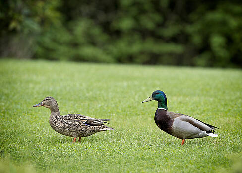 Paul W Sharpe Aka Wizard of Wonders - Pair of Mallard Ducks Paul W Sharpe Aka Wizard of Wonders - Pair of Mallard Ducks