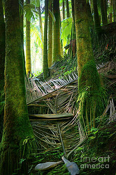Ellen Cotton - Palm Forest Ellen Cotton - Palm Forest