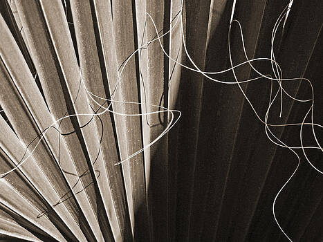 Connie Fox - Palm Frond BW Sepia Abstract Connie Fox - Palm Frond BW Sepia Abstract