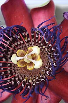 Ruth Edward Anderson - Passion Flower Ruth Edward Anderson - Passion Flower