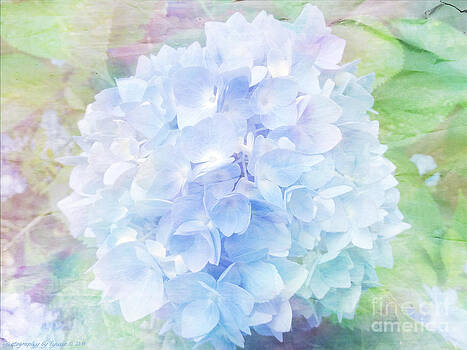 Gena Weiser - Pastel Hyacinth Gena Weiser - Pastel Hyacinth