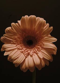 Regina Arnold - Peach Mum Regina Arnold - Peach Mum