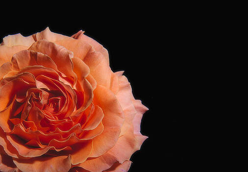 Paul W Sharpe Aka Wizard of Wonders - Peach Rose Black Background Paul W Sharpe Aka Wizard of Wonders - Peach Rose Black Background