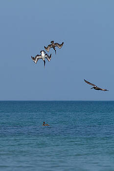 Paul Rebmann - Pelicans Diving Paul Rebmann - Pelicans Diving