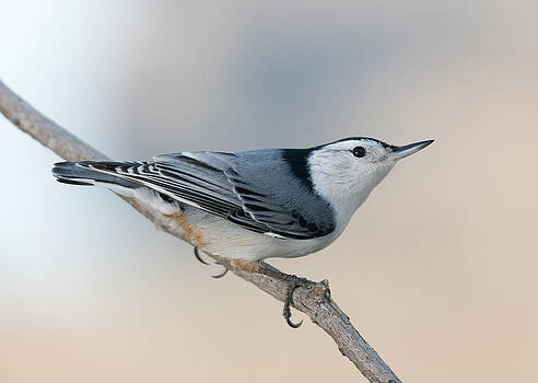 Lara Ellis - Perching Nuthatch Lara Ellis - Perching Nuthatch
