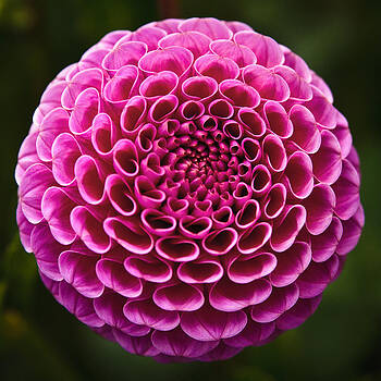 Wes and Dotty Weber - Perfect Pink Orb Wes and Dotty Weber - Perfect Pink Orb