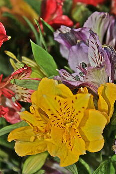 Ruth Edward Anderson - Peruvian Lilies Ruth Edward Anderson - Peruvian Lilies
