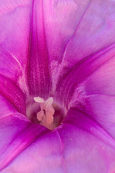 Paul Rebmann - Pes Caprae Flower Paul Rebmann - Pes Caprae Flower