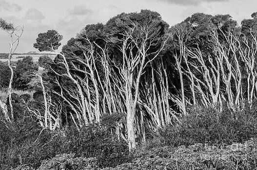 Bob Phillips - Phillip Island Trees 2 Bob Phillips - Phillip Island Trees 2