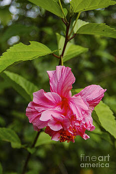Bob Phillips - Pink Camellia Bob Phillips - Pink Camellia