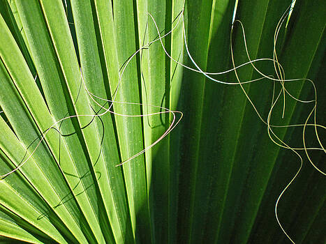 Connie Fox - Pleats and Ribbons Connie Fox - Pleats and Ribbons