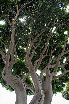 Robert VanDerWal - Points of Light Tree Robert VanDerWal - Points of Light Tree