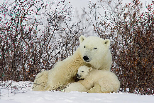 Matthias Breiter - Polar Bear and 3 Month Old Cubs Matthias Breiter - Polar Bear and 3 Month Old Cubs
