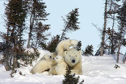Matthias Breiter - Polar Bear and Trio of Cubs Matthias Breiter - Polar Bear and Trio of Cubs