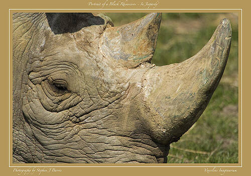 Stephen Barrie - Portrait of a Black Rhinoceros In Jeopardy Stephen Barrie - Portrait of a Black Rhinoceros In Jeopardy