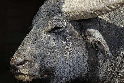 Stephen Barrie - Portrait of a Water Buffalo Stephen Barrie - Portrait of a Water Buffalo