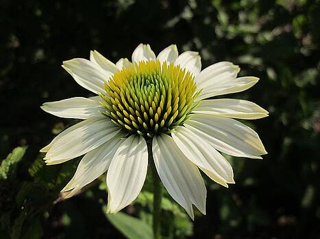 MTBobbins Photography - Pow Wow Echinacea MTBobbins Photography - Pow Wow Echinacea