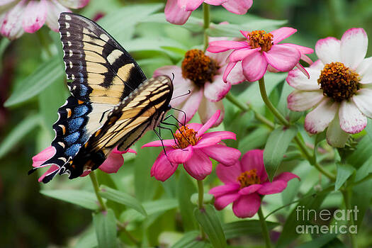 Jill Lang - Pretty Swallowtail Butterfly Jill Lang - Pretty Swallowtail Butterfly