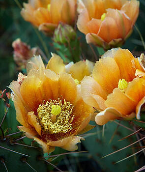 Mary Lee Dereske - Prickly Pear Cactus Mary Lee Dereske - Prickly Pear Cactus