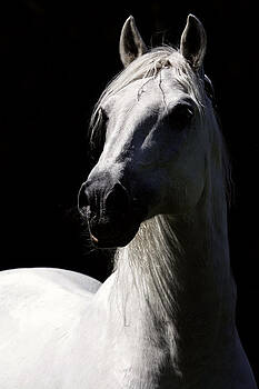 Wes and Dotty Weber - Proud Stallion Wes and Dotty Weber - Proud Stallion