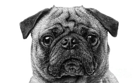 Edward Fielding - Pug Dog black and white Edward Fielding - Pug Dog black and white