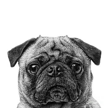 Edward Fielding - Pug Dog Square Format Edward Fielding - Pug Dog Square Format