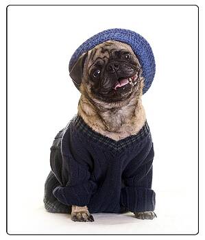 Edward Fielding - Pug in sweater and hat Edward Fielding - Pug in sweater and hat