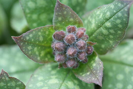 Mark Severn - pulmonaria Mark Severn - pulmonaria