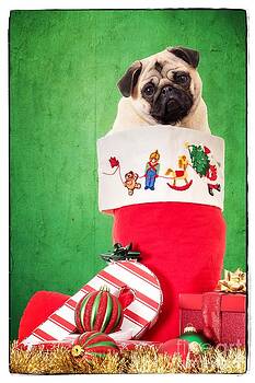 Edward Fielding - Puppy for Christmas Edward Fielding - Puppy for Christmas