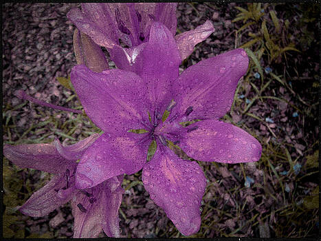 Laura Carter - Purple Lily Flower Photograph Laura Carter - Purple Lily Flower Photograph