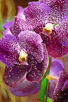 Deborah Hughes - Purple Orchid Deborah Hughes - Purple Orchid