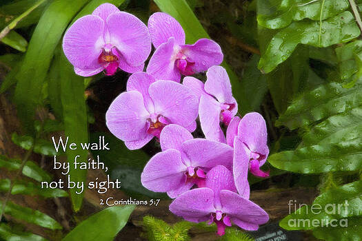 Jill Lang - Purple Orchids with Scripture Jill Lang - Purple Orchids with Scripture