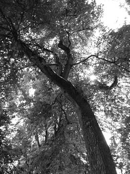 Charles Lucas - Quest of the Trees Charles Lucas - Quest of the Trees