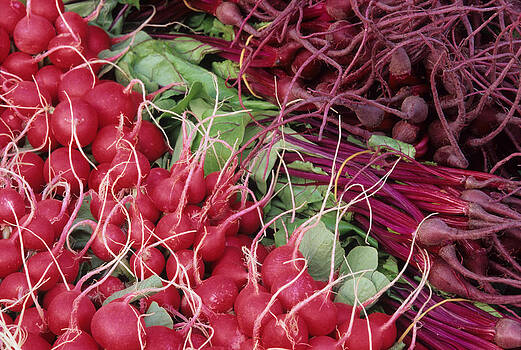 Harold E McCray - Radishes and Beets Harold E McCray - Radishes and Beets