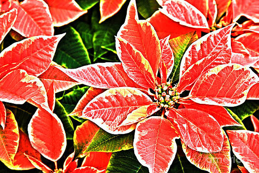 Jill Lang - Red and White Poinsettias Jill Lang - Red and White Poinsettias