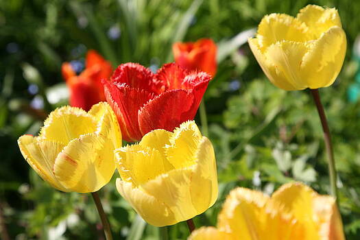Mark Severn - red and yellow Mark Severn - red and yellow