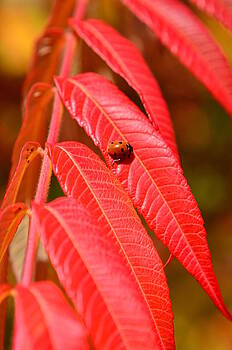 Gynt - Red autumn leaves with ladybug Gynt - Red autumn leaves with ladybug