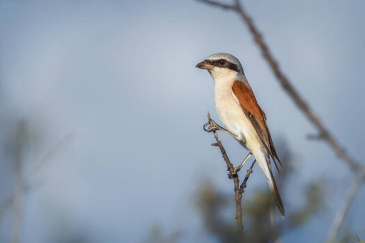 Sylvia J Zarco - Red-backed Shrike Sylvia J Zarco - Red-backed Shrike